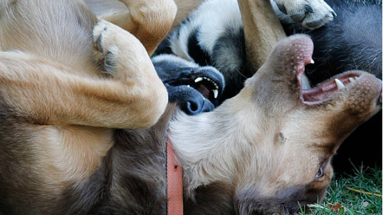 Dog responding calmly to human guidance with a bark collar