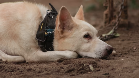 Owner observing a dog wearing a bark collar at home