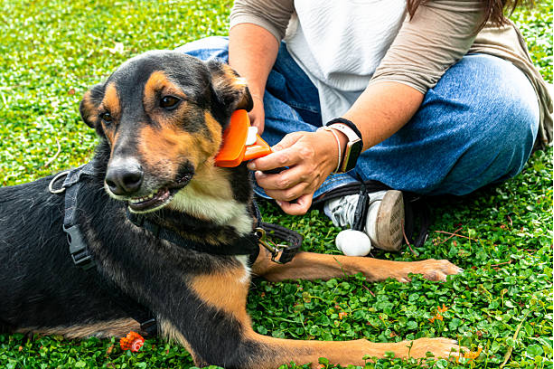 Dog wearing a bark collar while receiving human guidance