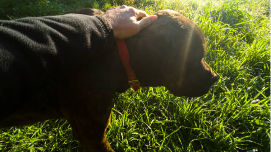 Dog wearing a bark collar with owner observing behavioral cues