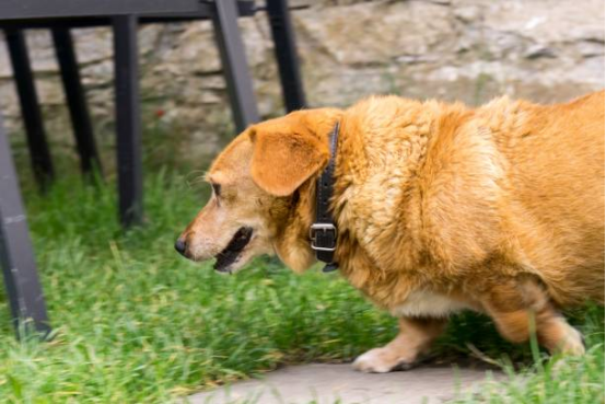 Illustration of dog stress response reducing bark collar effectiveness