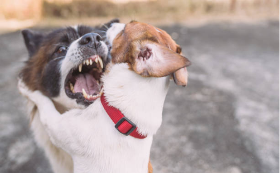 Breed comparison showing physiological limitations for bark collar use