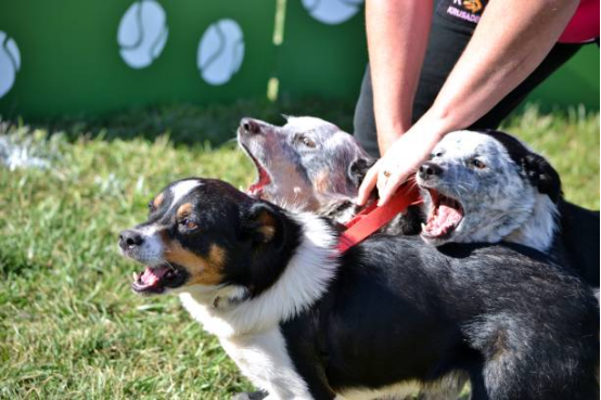 Shetland Sheepdog responding to gentle Bark Collar vibration
