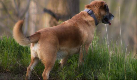 Beagle using dual-sensor Bark Collar for scent-driven barking