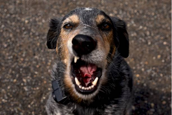 Dog alertly watching surroundings while wearing a Bark Collar