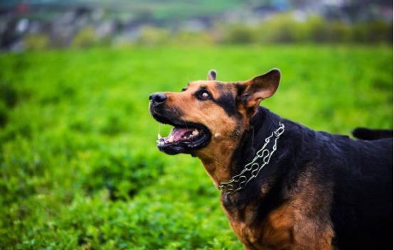 Owner observing dog's reaction to stimuli with Bark Collar