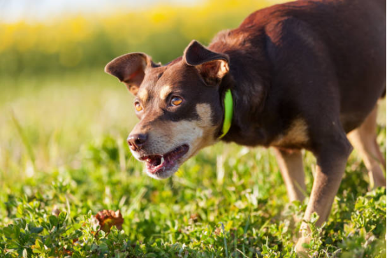 Beagle responding selectively to Bark Collar feedback during night