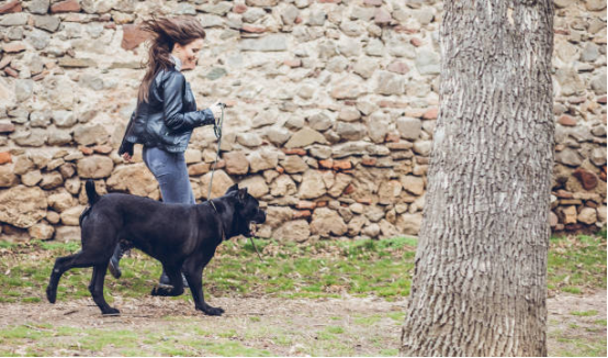 Dog wearing Bark Collar with calm expression during training