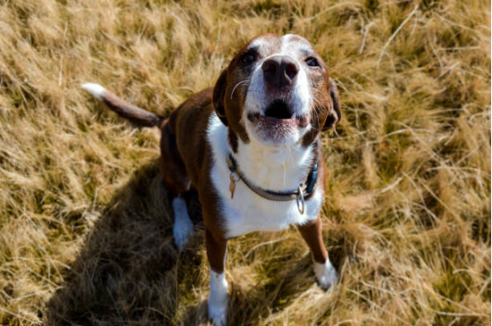 Owner observing dog's behavior while using Bark Collar responsibly