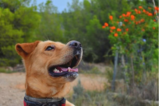 Illustration of humane Bark Collar intervention minimizing stress