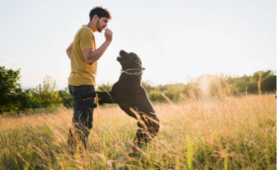 Dog calmly wearing Bark Collar with owner nearby