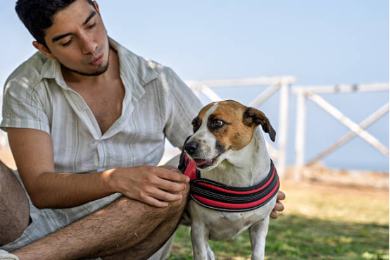 Owner gently interacting with dog after Bark Collar intervention