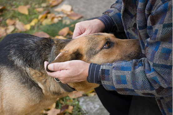 Illustration of consistent and predictable Bark Collar use