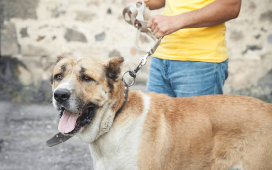 Dog calmly wearing Bark Collar during gradual reduction phase