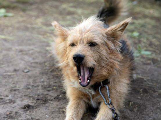 Owner observing dog's hesitation signals before barking