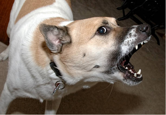 Behavioral chart showing pre-bark assessment indicators