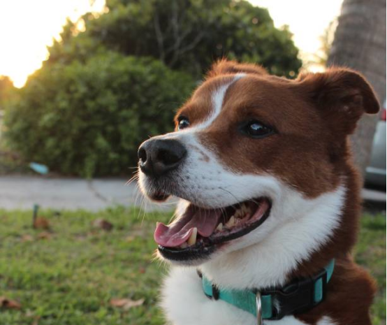 Dog wearing Bark Collar during initial behavior interruption phase