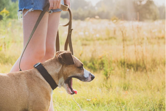 Owner guiding dog through stability and alternative response training
