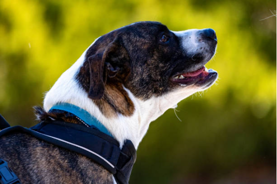 Chart illustrating three-phase Bark Collar training process