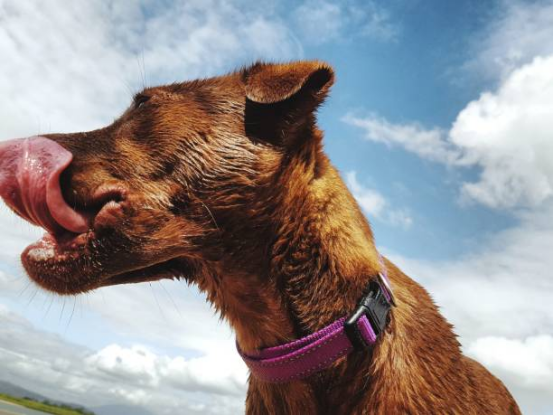 Adult dog wearing a Bark Collar during behavior intervention