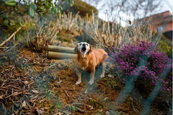 Owner observing adult dog hesitation before barking with Bark Collar