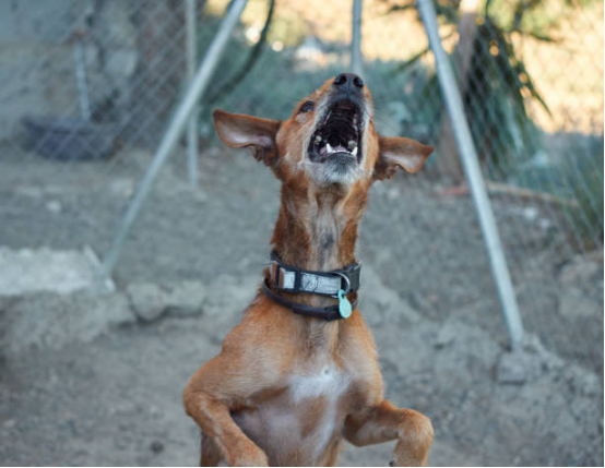 Dog barking alone at night in apartment window with Bark Collar