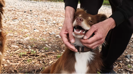 Diagram showing emotional barking vs habitual barking pathways