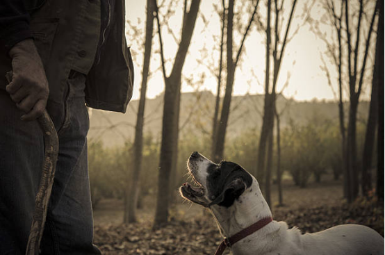 Owner observing dog hesitation after Bark Collar interruption