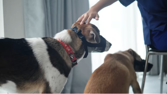 Dog alone at home reacting to hallway noise wearing Bark Collar
