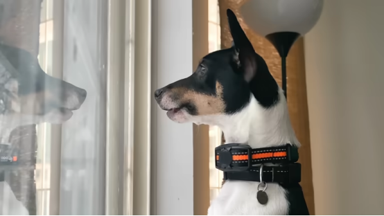 Apartment hallway triggers causing barking when owner is away