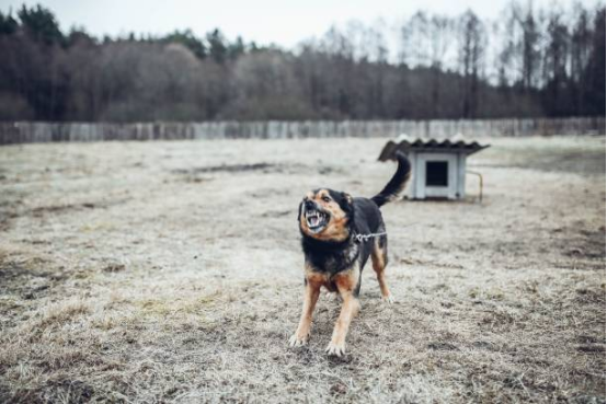 Alert barking dog guarding territory wearing Bark Collar