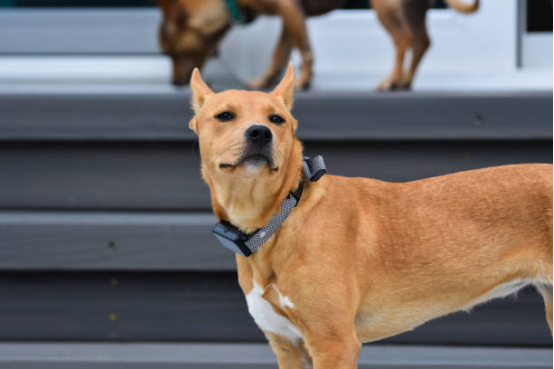 Nighttime alert barking behavior in home environment with Bark Collar