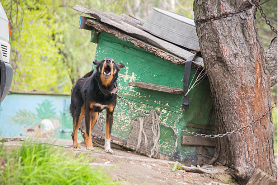 The true function of bark collars in response to alert barking.