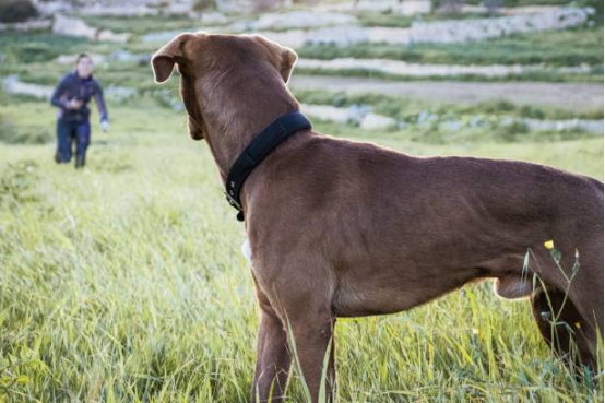 Bark Collar used during dog barking after moving to new home