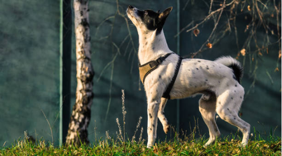 Dog reacting to renovation noise with Bark Collar support