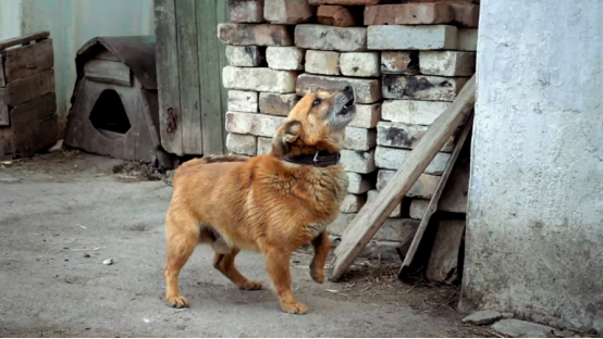Environmental change triggers barking near doors and windows