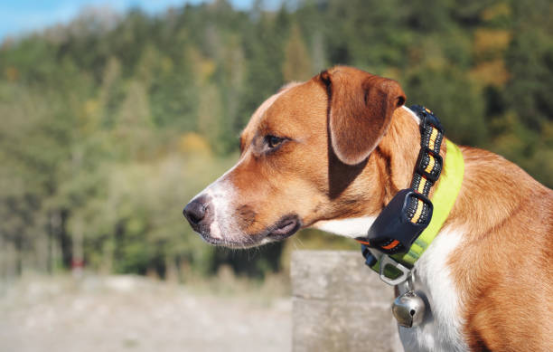 Bark collar intervention strategy when changing environments