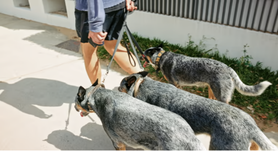 Owner observing a dog wearing a bark collar at home