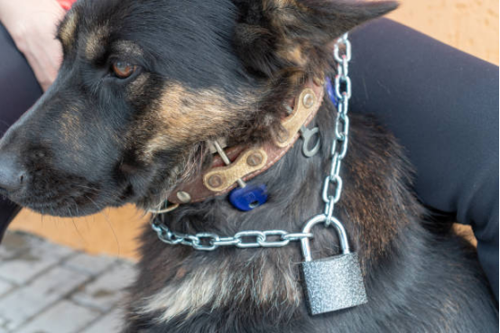 Dog calmly responding to owner guidance while using a bark collar
