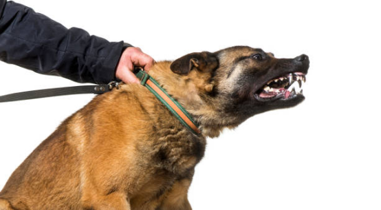 Illustration showing human vs tool responsibility in dog training
