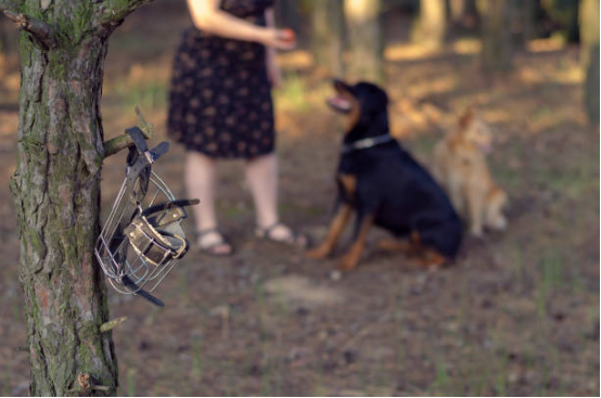 Bark collar and the risk of shifting liability for conduct