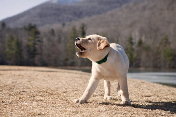 Yellow lab puppy barking outdoors. Consider a bark collar for training.