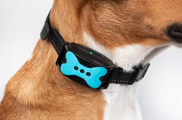 Dog wearing a modern blue and black bark collar for effective training.