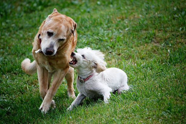Two dogs playing, one small dog showing teeth, considering a bark collar.