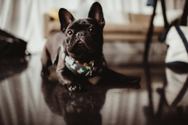 Black French Bulldog relaxing indoors. A humane bark collar can assist with training.