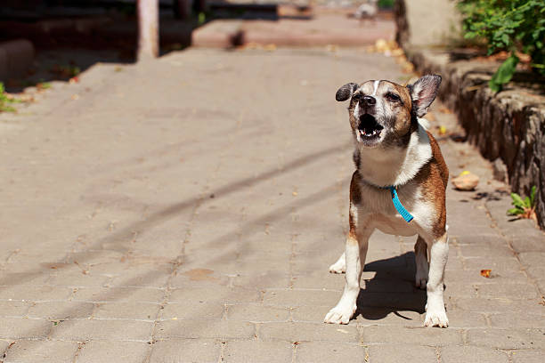 Small dog barks loudly on a path, possibly needing a bark collar for training.