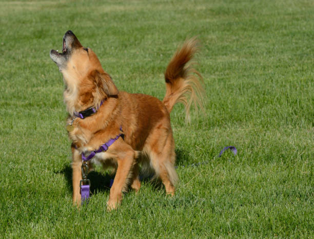 Small brown dog howling loudly in a green field; consider a bark collar for training.