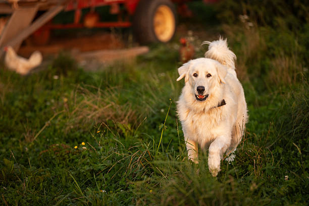 Great Pyrenees running in a field. A gentle bark collar helps manage barking.