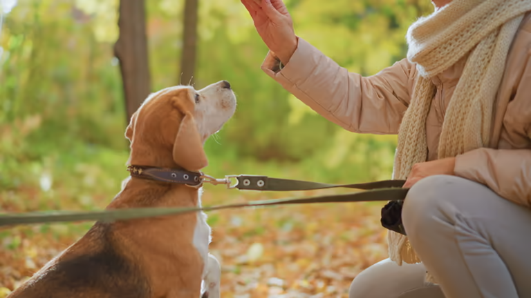 Owner training a beagle in autumn park, using a leash; could benefit from a bark collar.
