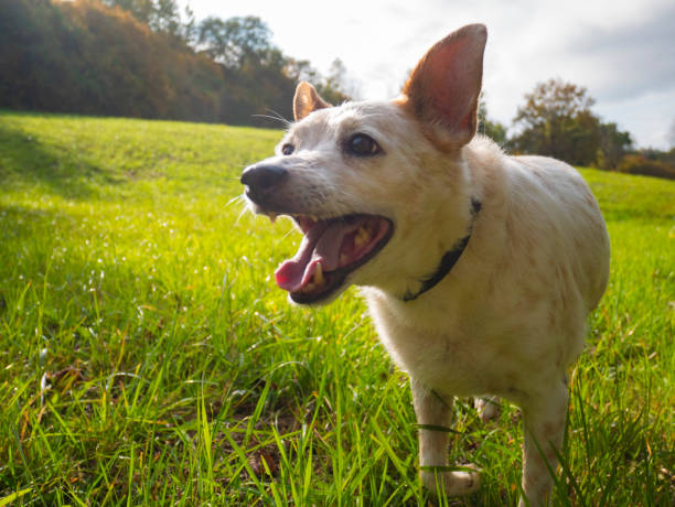 Happy white dog barking excitedly in a sunny field, potentially needing a bark collar.